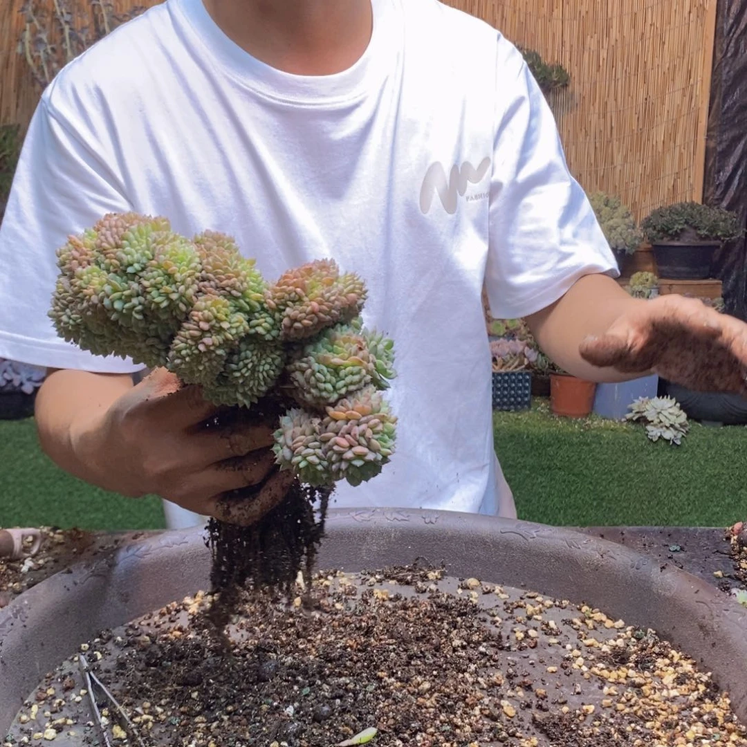 凝***27 号白胖子多肉