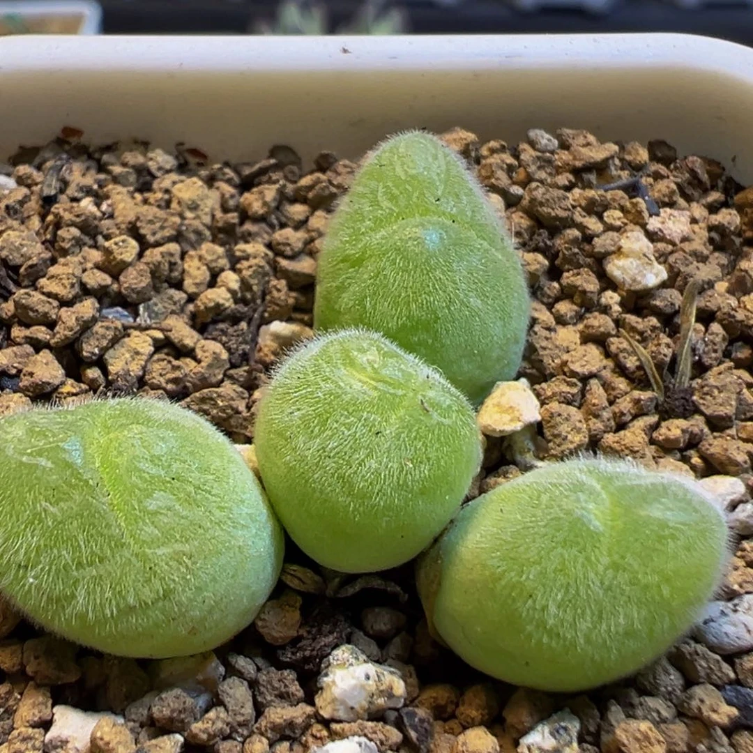 26多肉植物百科知识