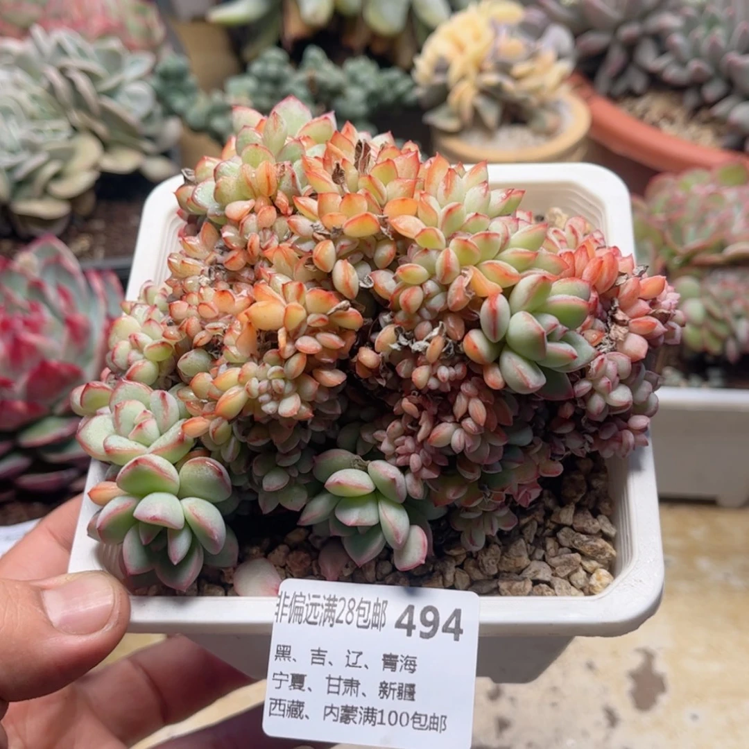 【闪购商品】494勇敢缀