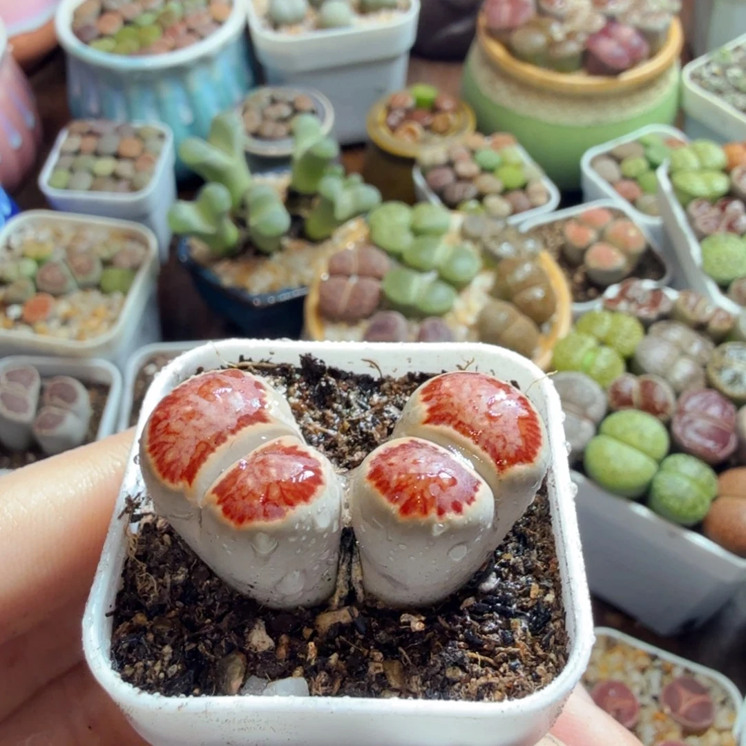 じ***)多肉植物的生长发育和生长481