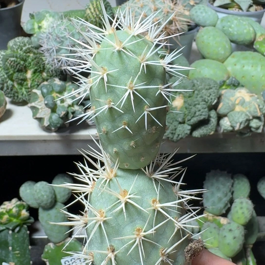 【闪购商品】无花朵福利奶白刺双头