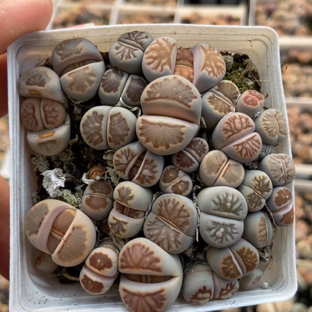 8076一盒七方菊有疤