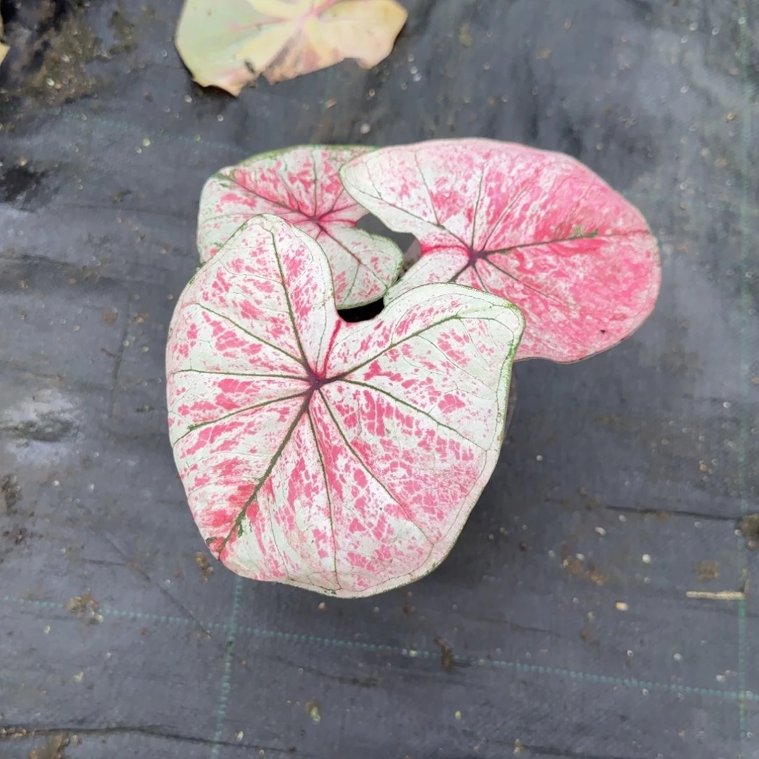 就***紫完全开放阿鲁瓦，脱土裸根发