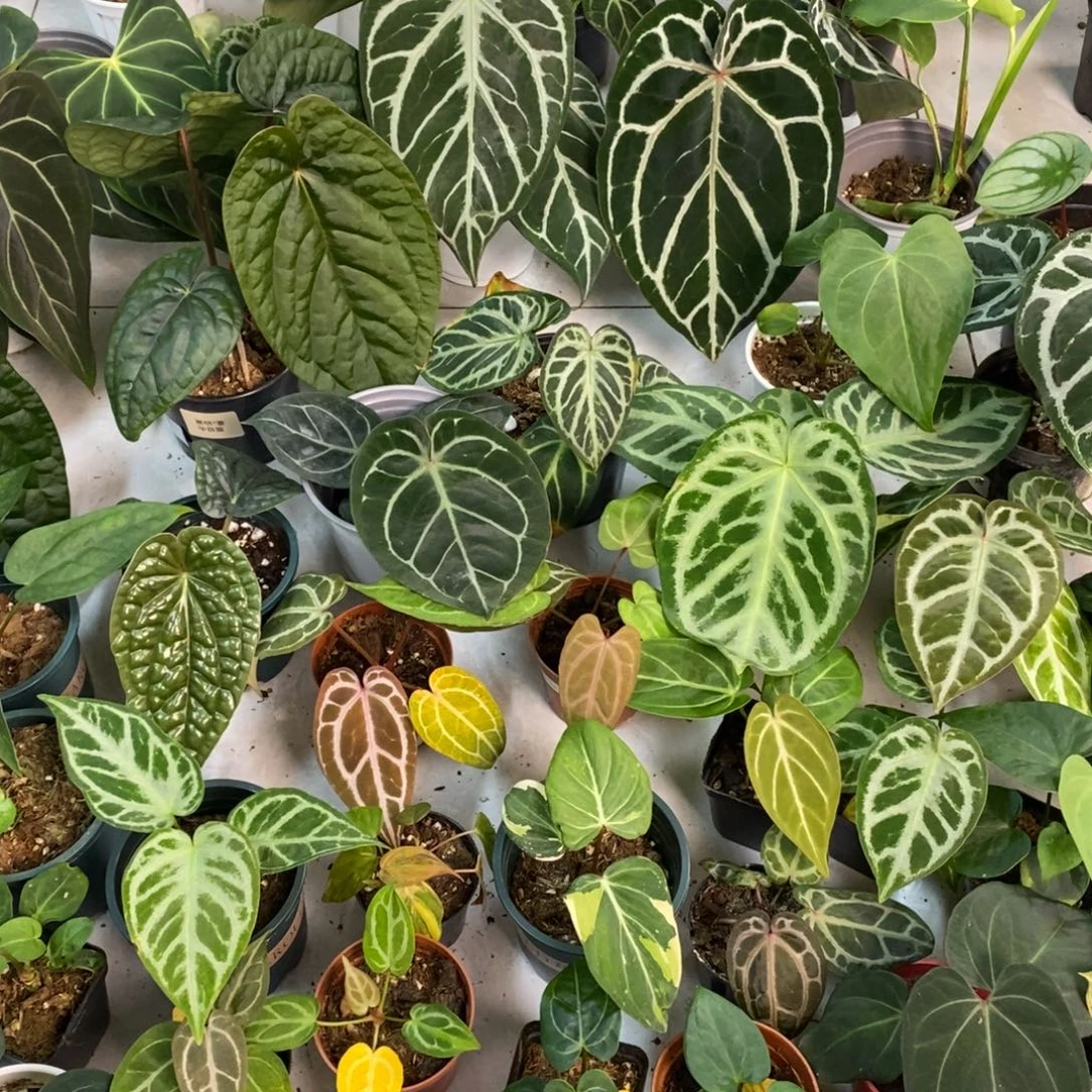 不开花植物一物一拍（防拍）