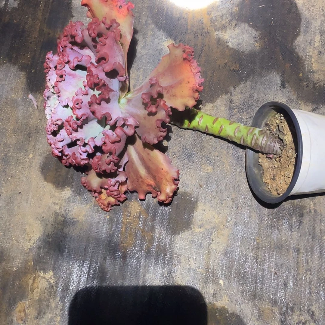 a***点A 4 2包菜系列多肉植物1棵