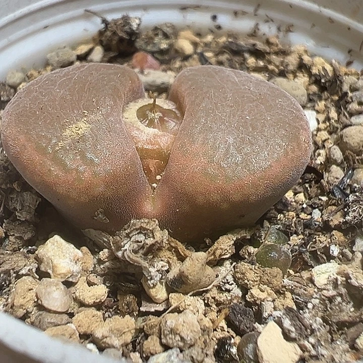 867号特价风铃多肉植物