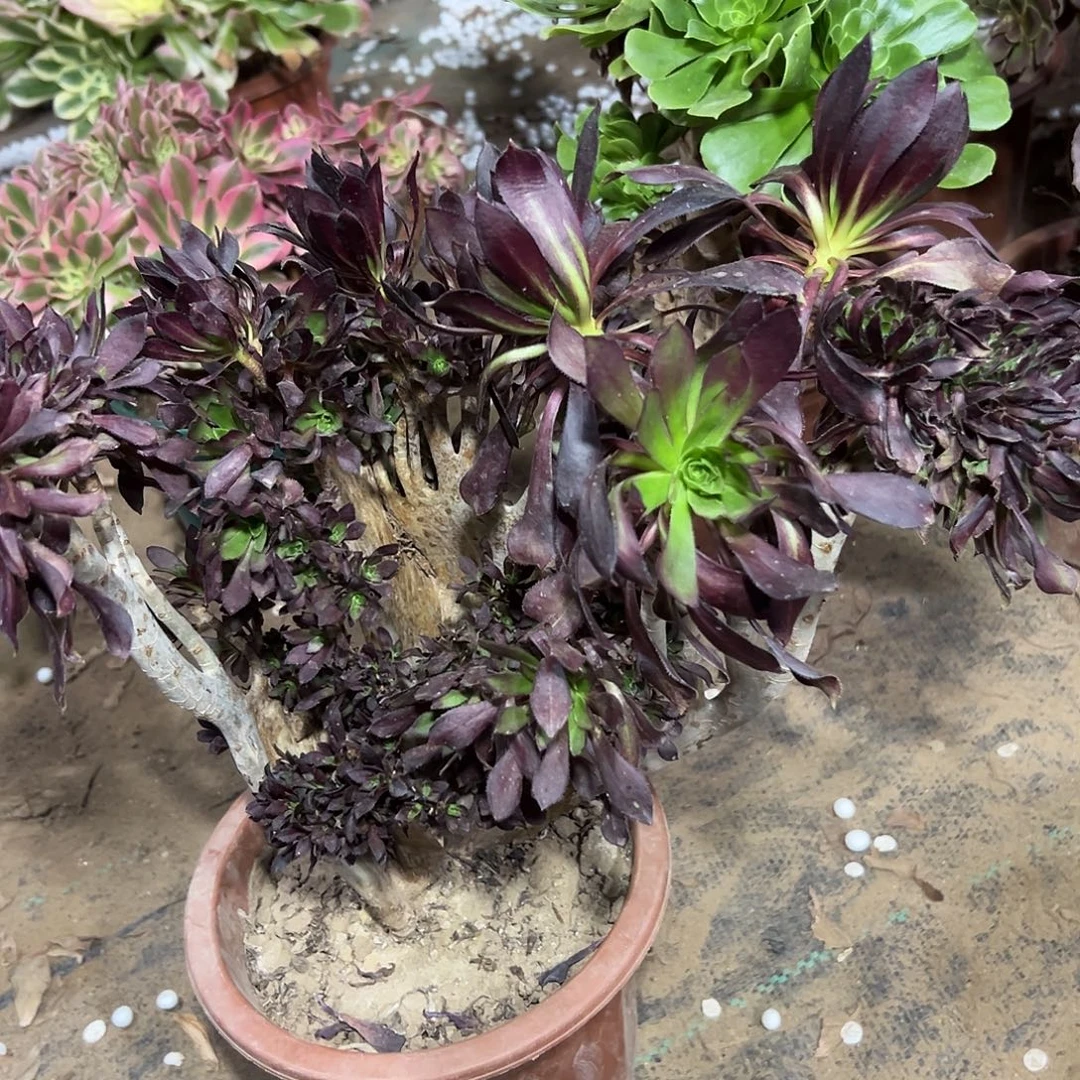 多肉135植物黑法师缀花