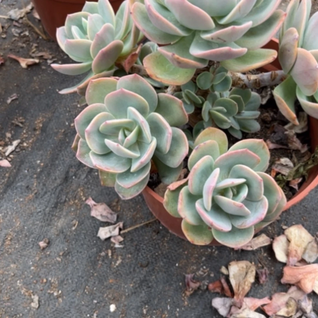 【闪购商品】悠*?白凤