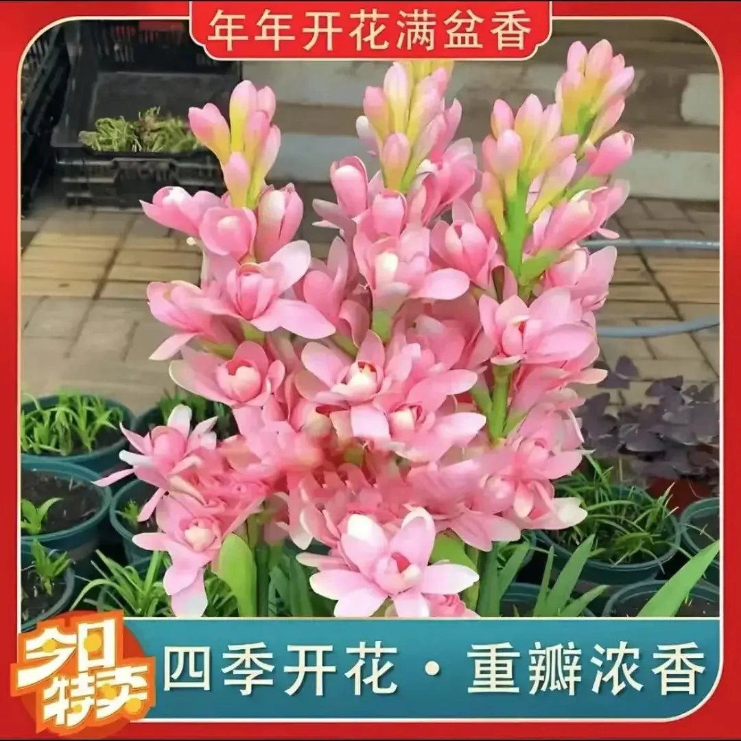 【重瓣晚香玉种球】重瓣晚香玉四季开花浓香花卉