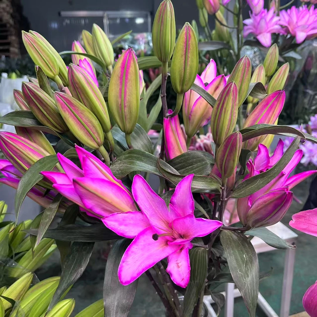 【紫福仙韵】单瓣香水百合花鲜花生活鲜花家庭插花质量开花叶子