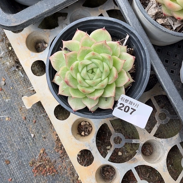 阿雅园艺。   4207
