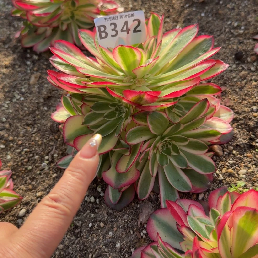 342荔枝。多肉植物