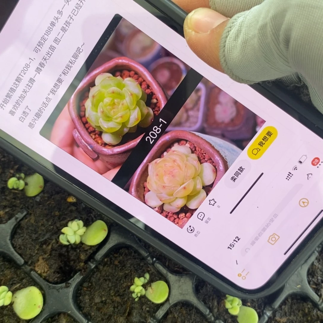 穴盘甜心208-1芽苗一个多肉