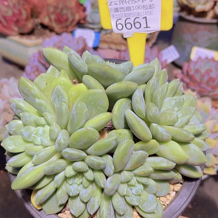 6661百搭翡翠。