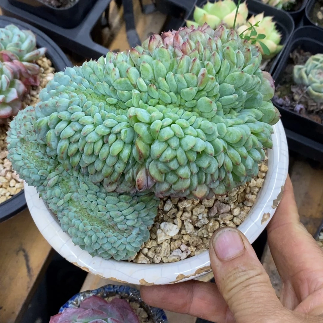 精品多肉一物一拍不包整146