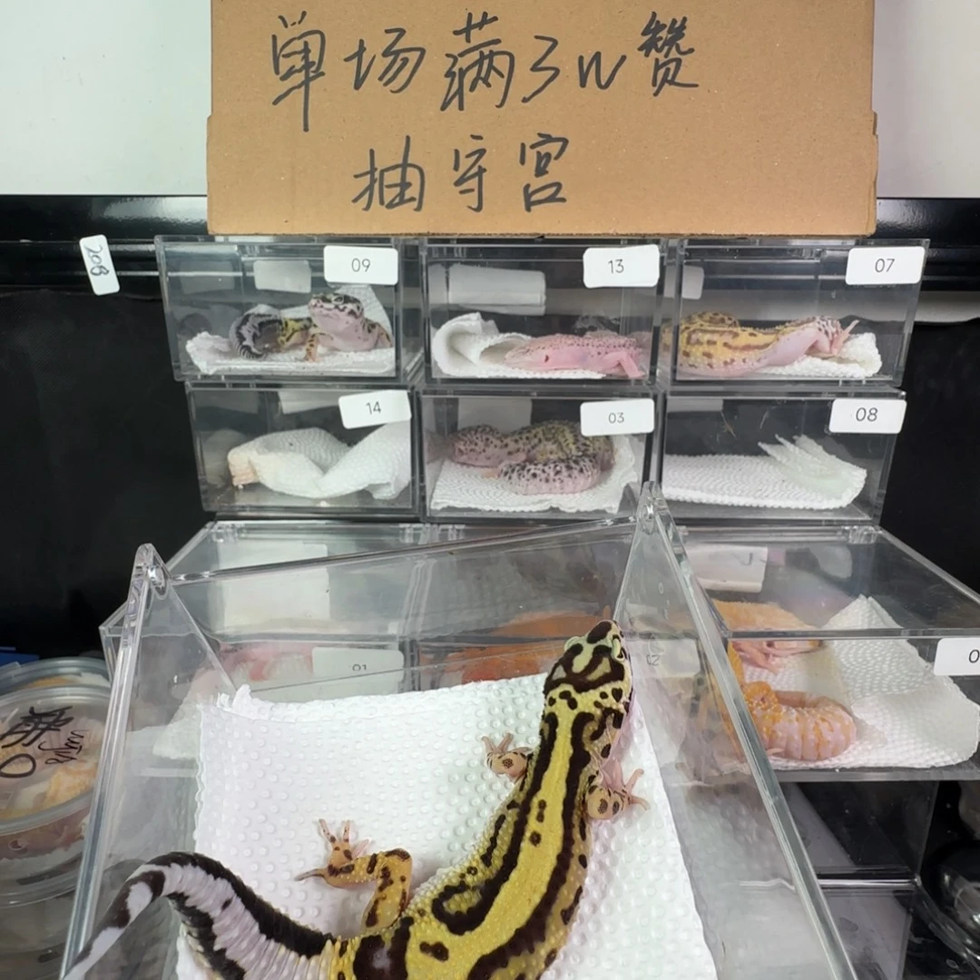 珠宝守宫土匪妹妹