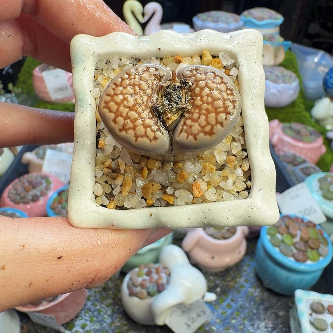 多肉葡萄的味道1391