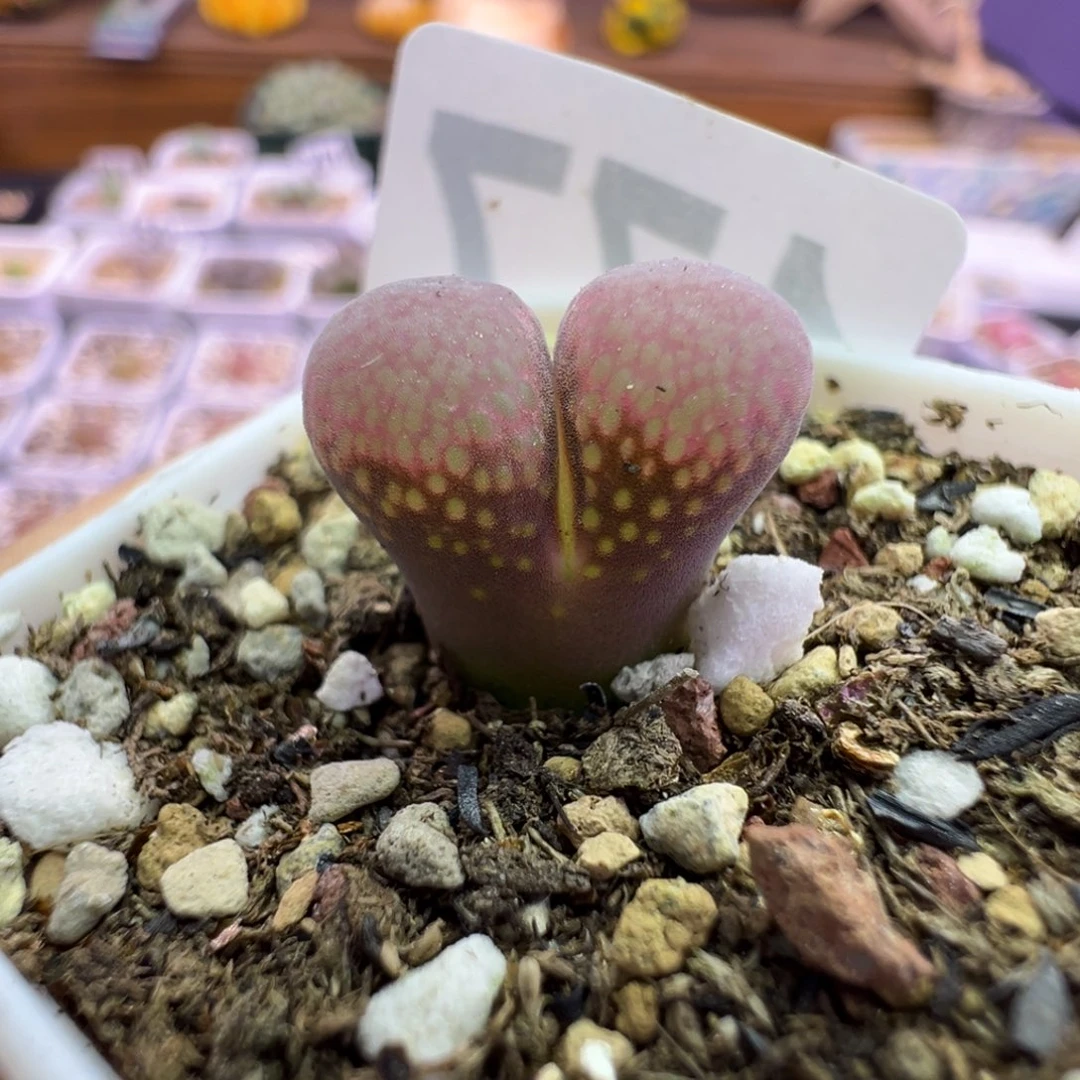 177号风铃福利特。。