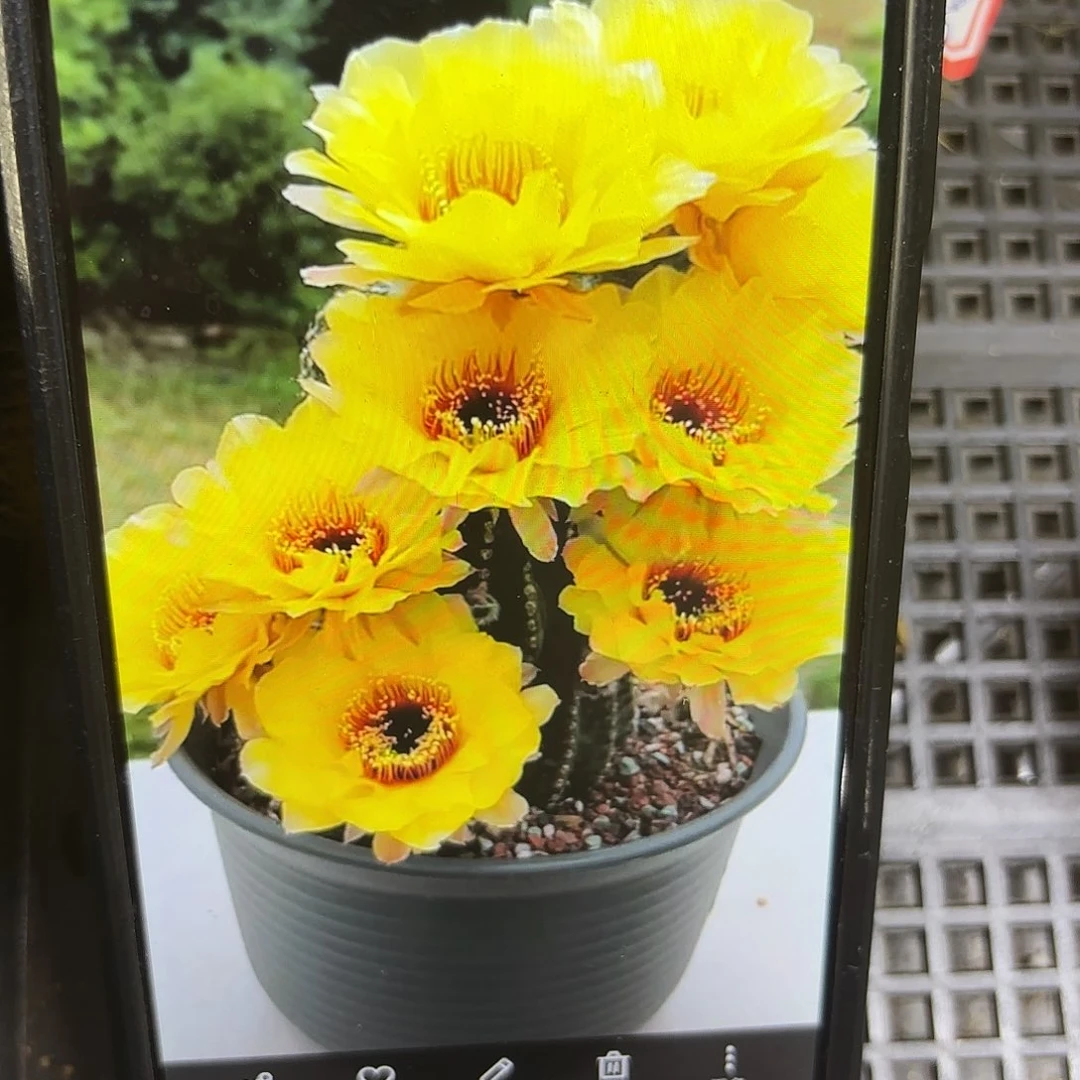 黄黑喉侧牙20包邮仙人球17