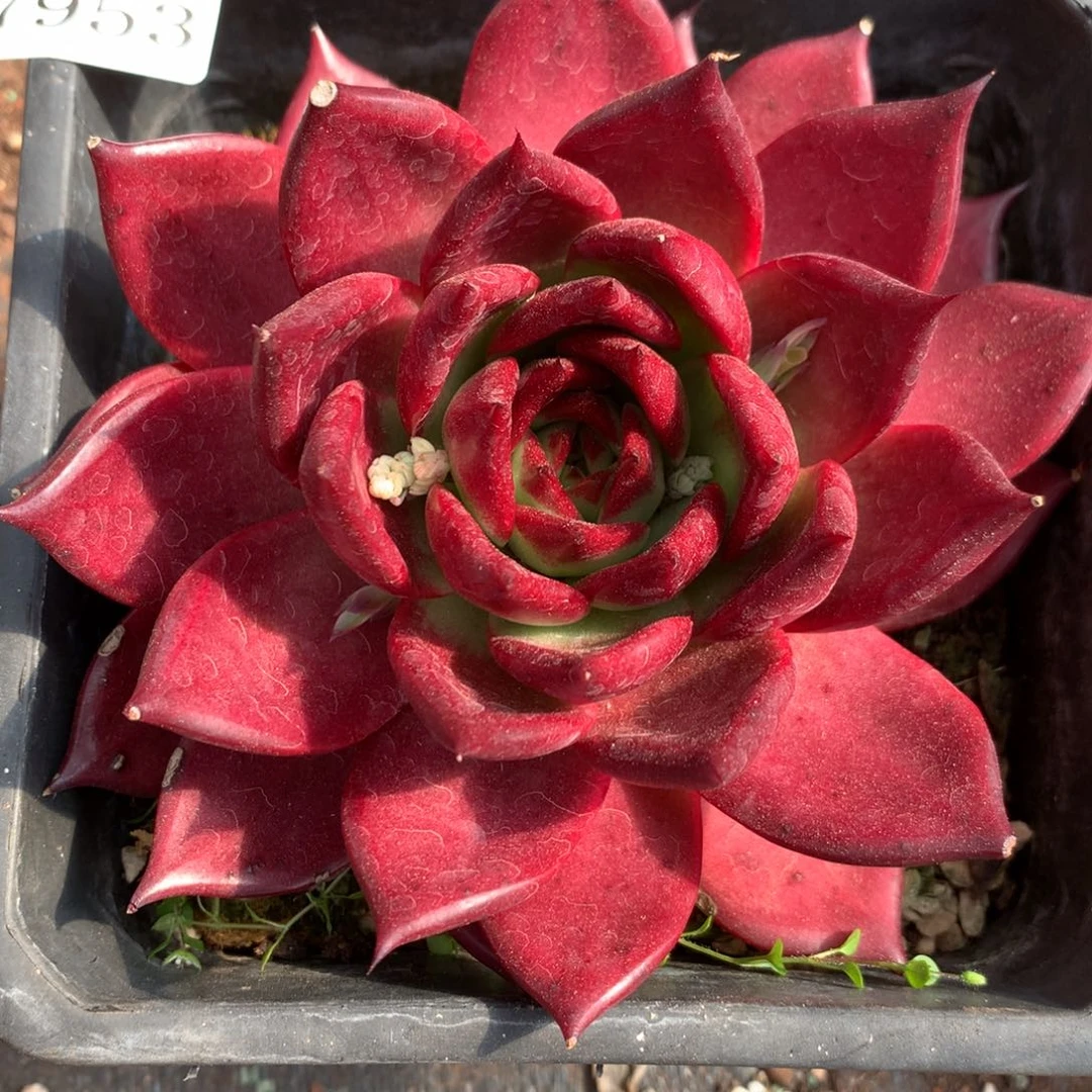 7953杂交多肉老桩