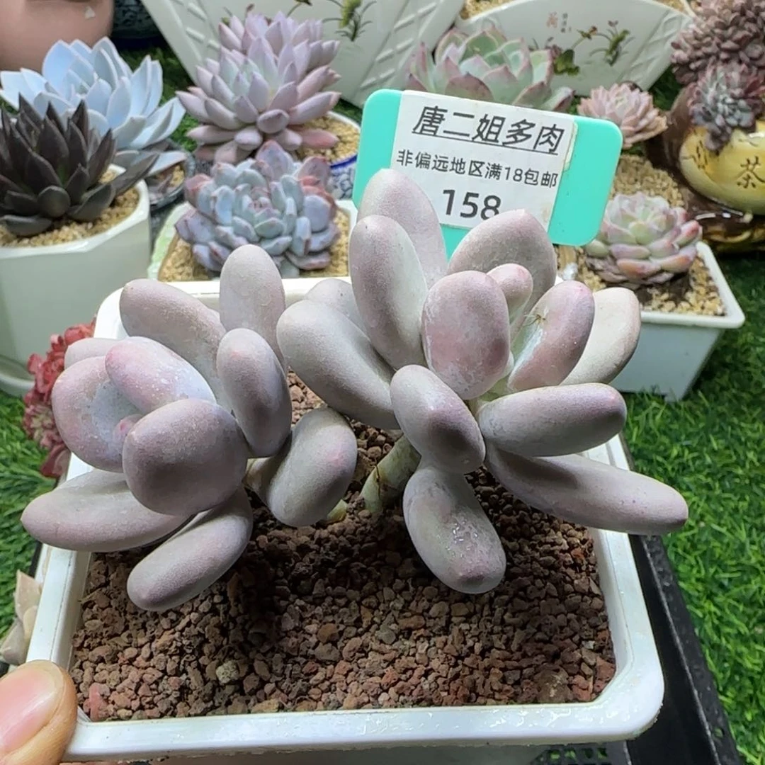 唐二姐多肉编号158