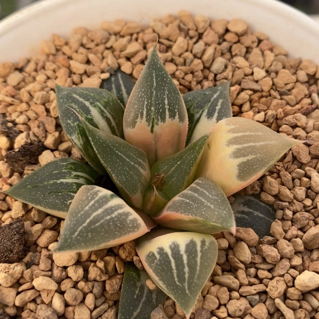 300实生糊斑寿锦一物一拍