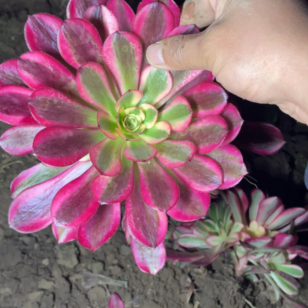 美杜莎多肉法师断枝不包