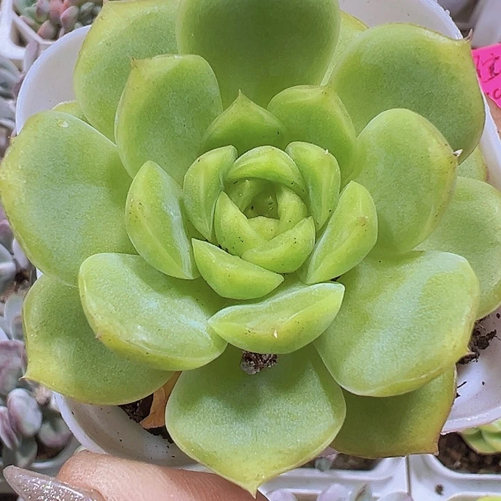 宝宝绿19包邮多肉植物