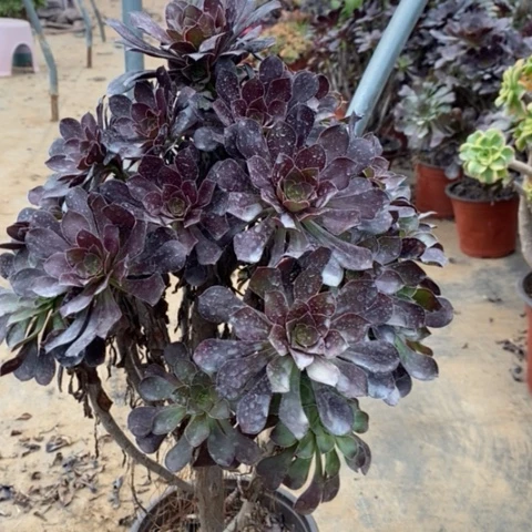 圆叶多肉植物014