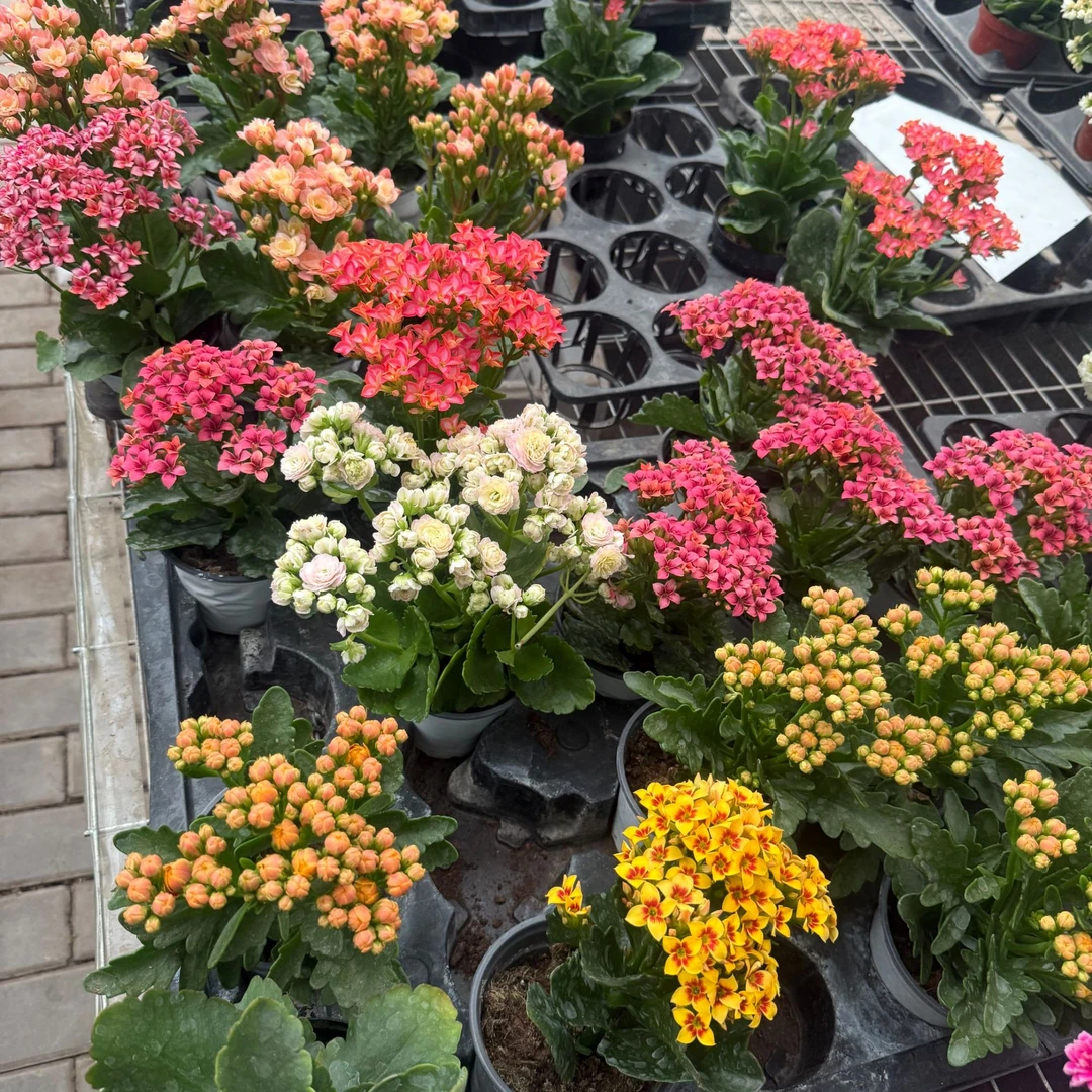 长寿花6盆6个品种四季开花包邮（不支持自选）