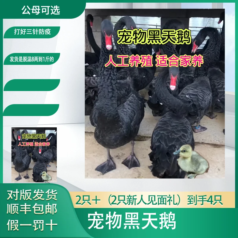 宠物黑天鹅柯尔鸭宠物发货是脱温8两到一斤左右顺丰包邮