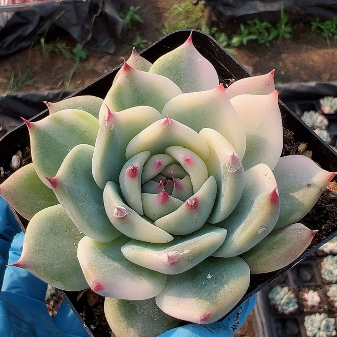 吉娃娃锦，半覆轮锦