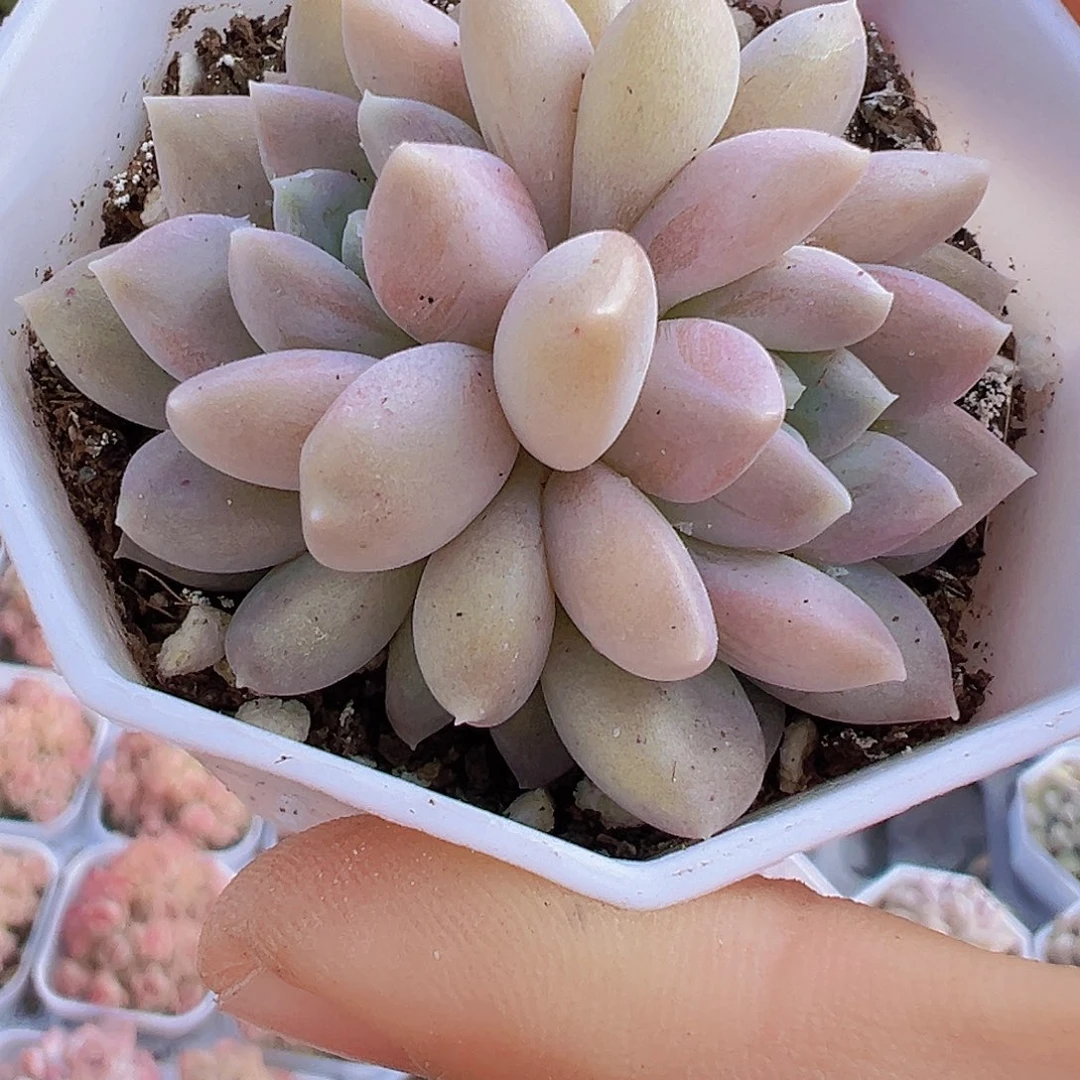 双头奶糖19包邮多肉