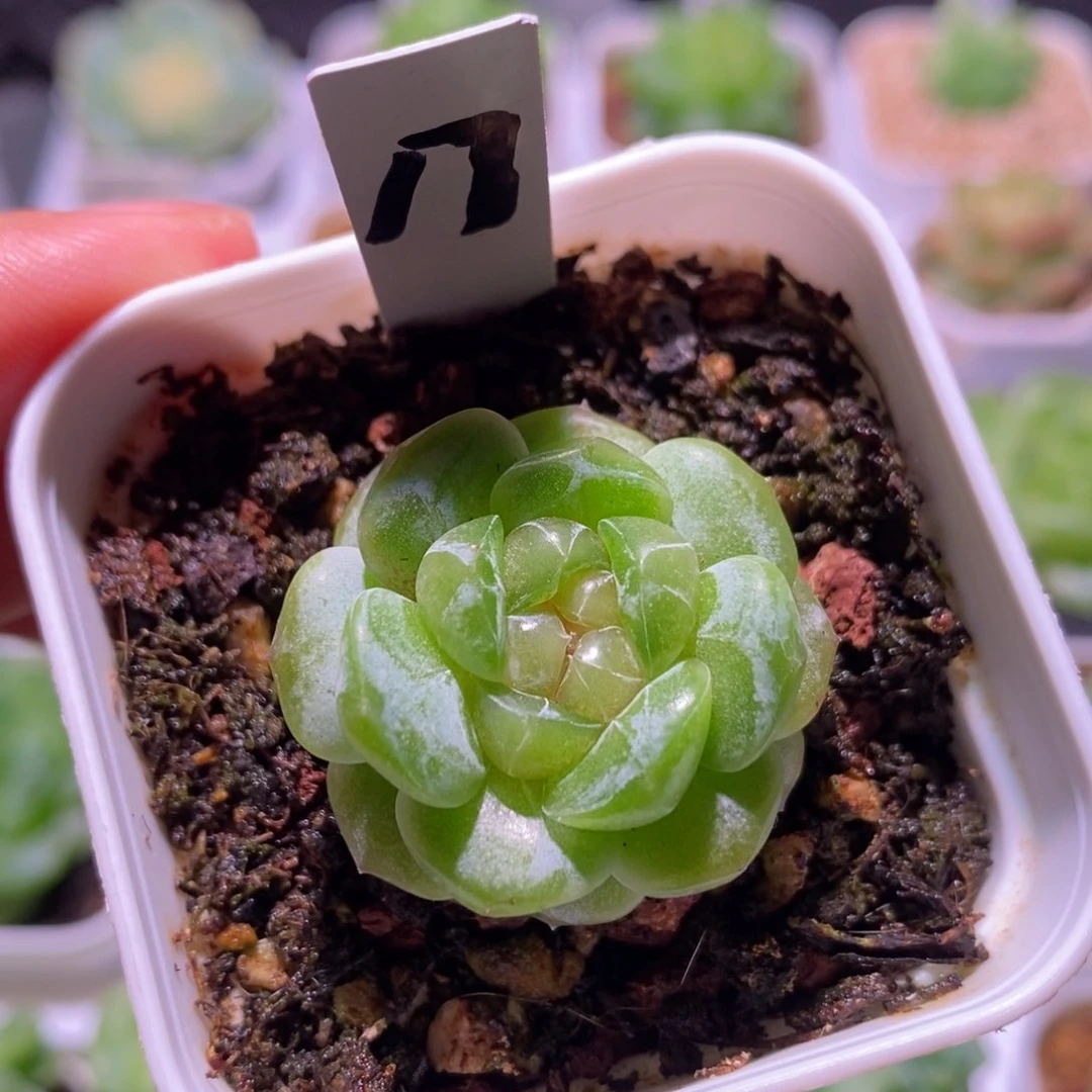 珍妮糖心，多肉植物