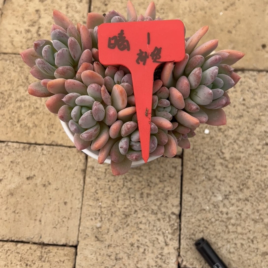晴***到晴漏发。