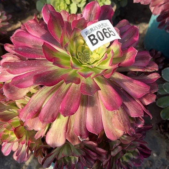 秋*天一颗多肉法师植物