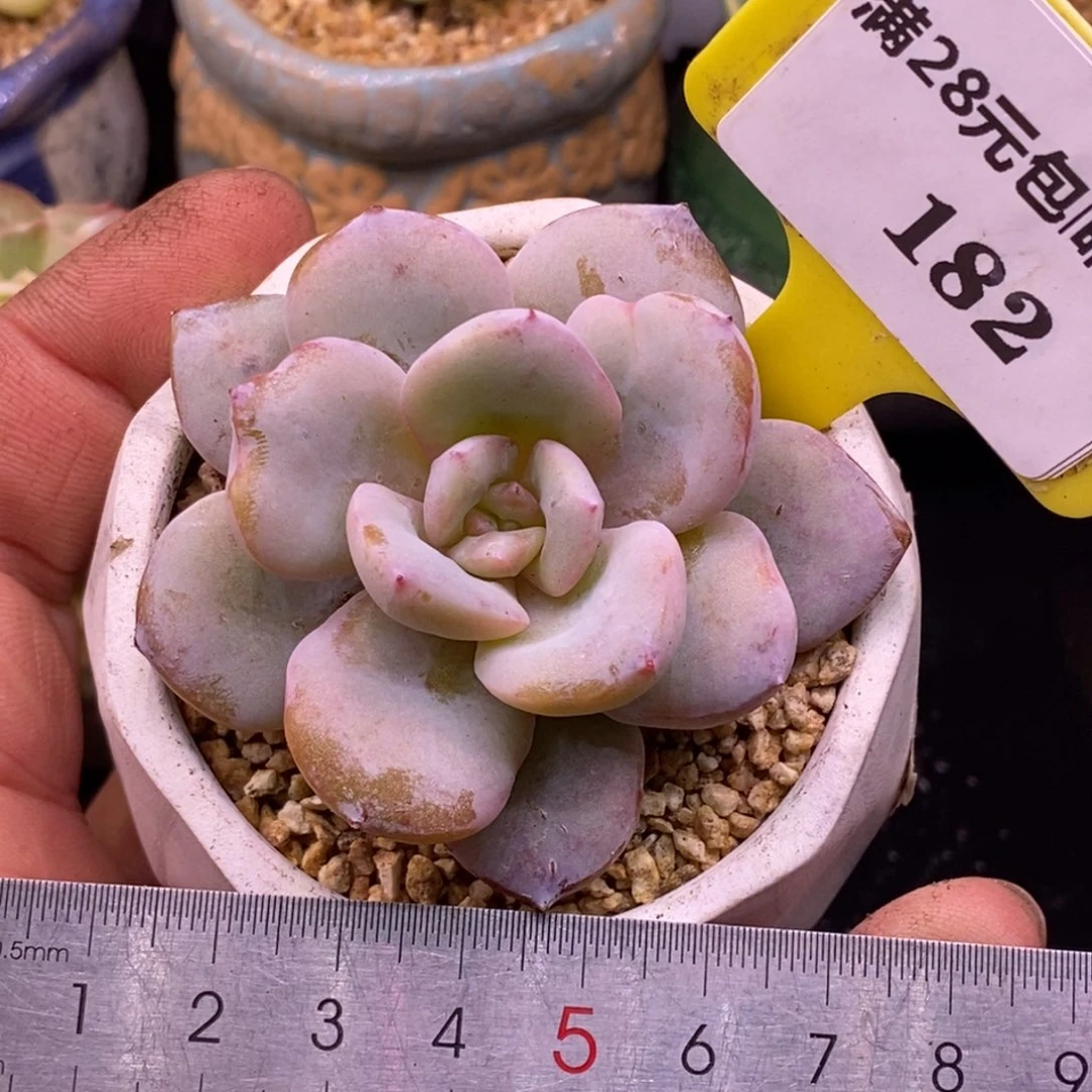 3182精控奶茶单头……