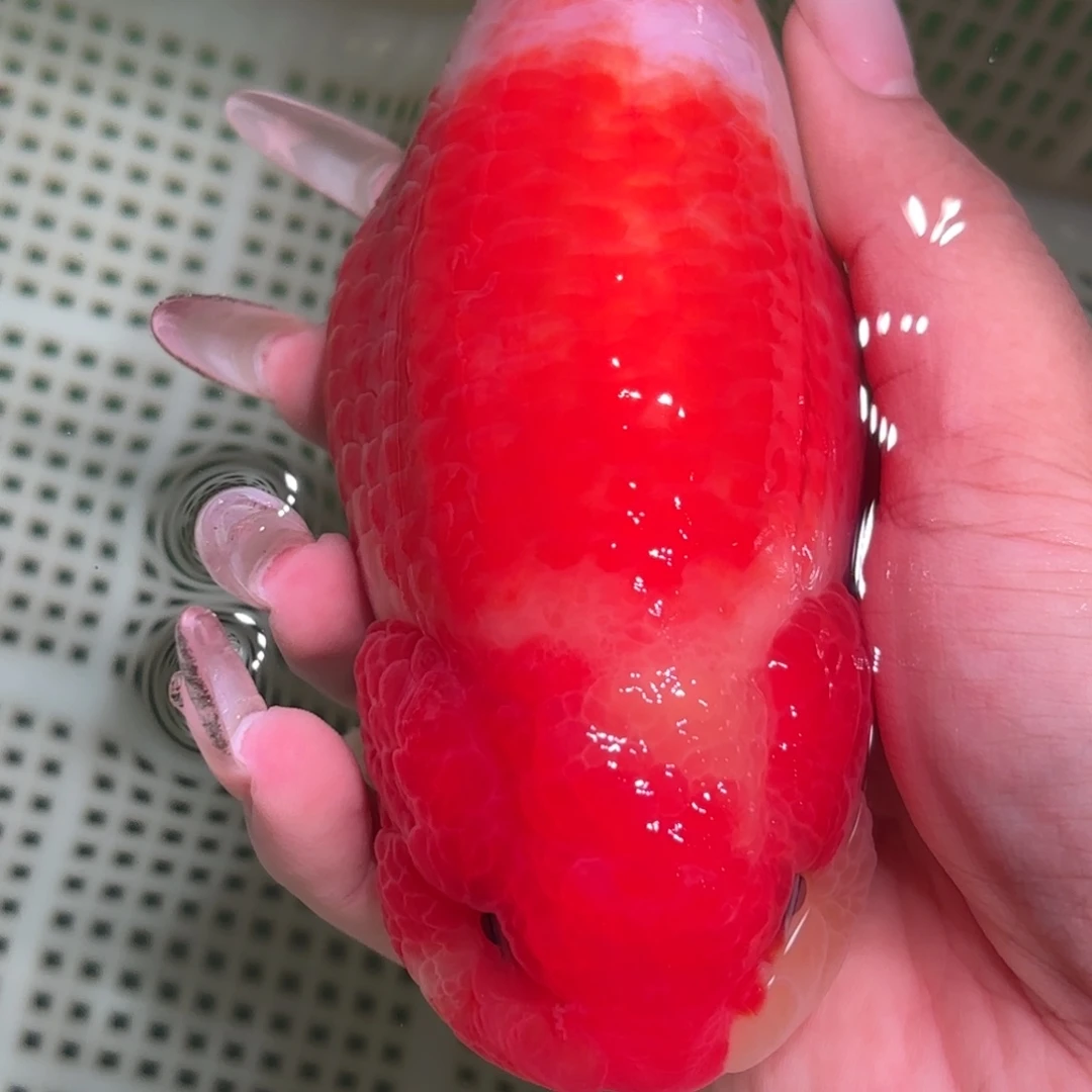 漫***漫金鱼拍包装包邮，不拍包装运费到付