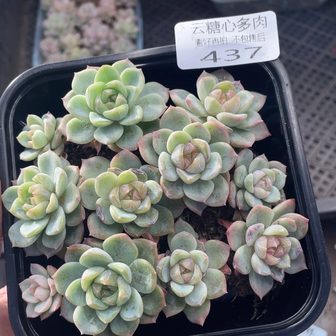 云糖心多肉植物437