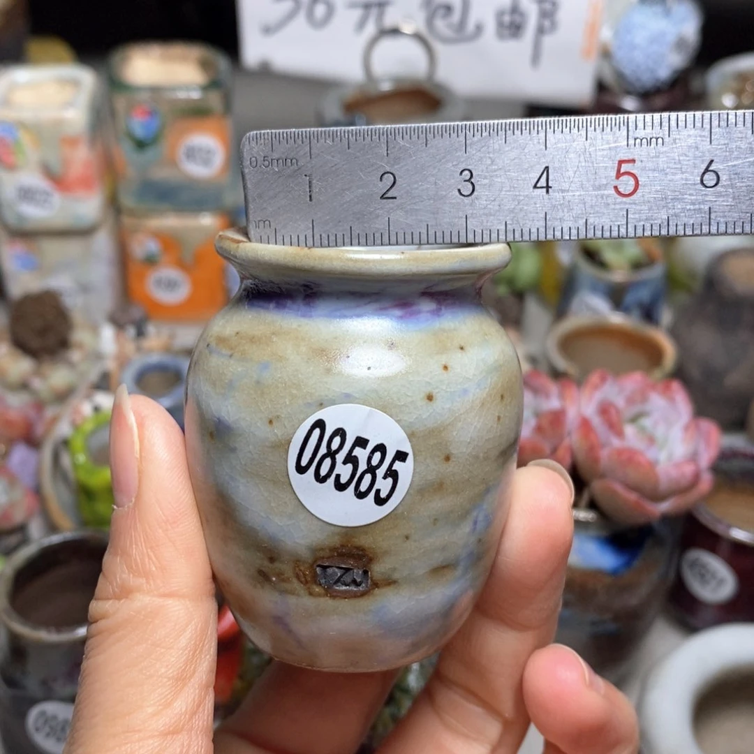 花盆拍5送一个小礼物