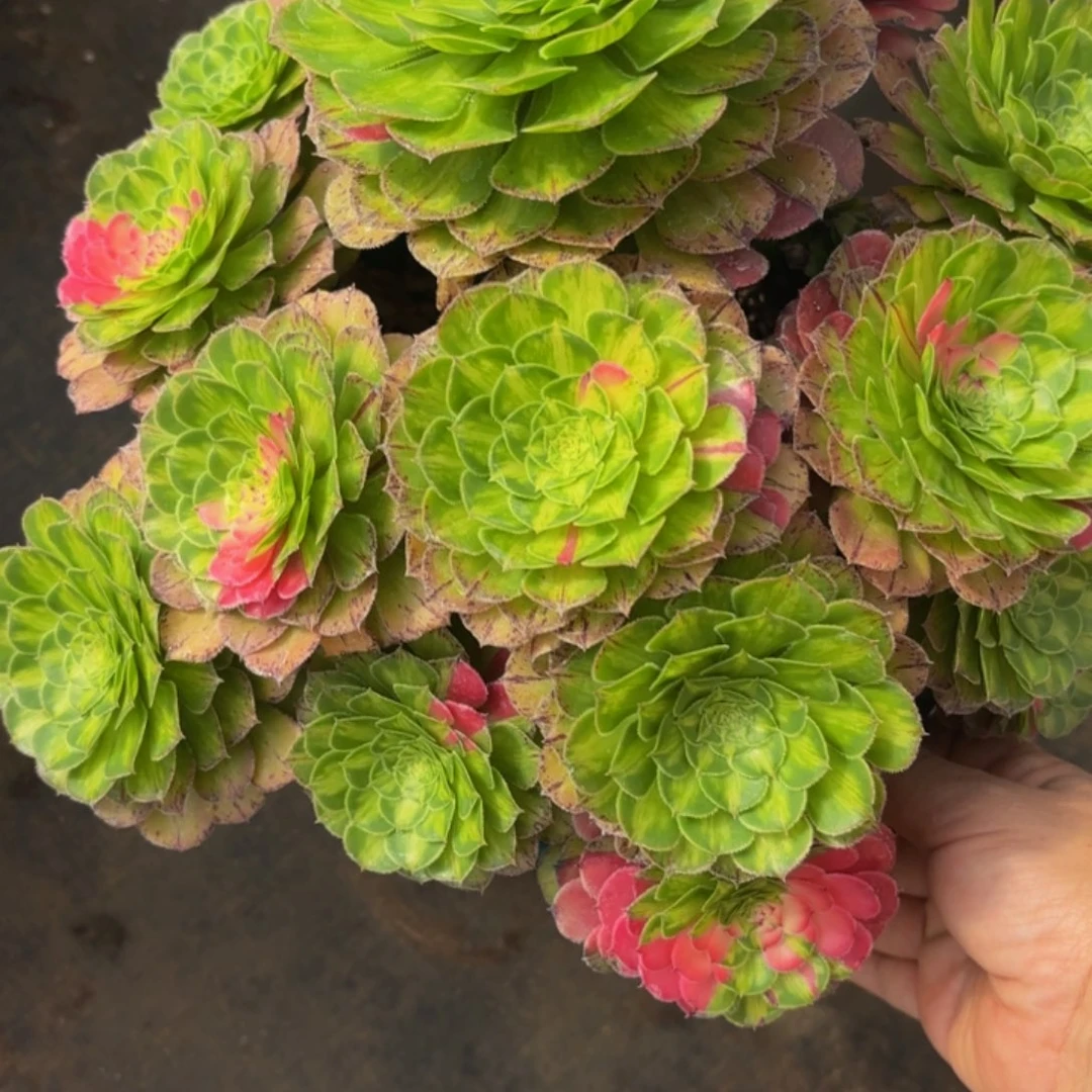 哈哈多肉葡萄知否032