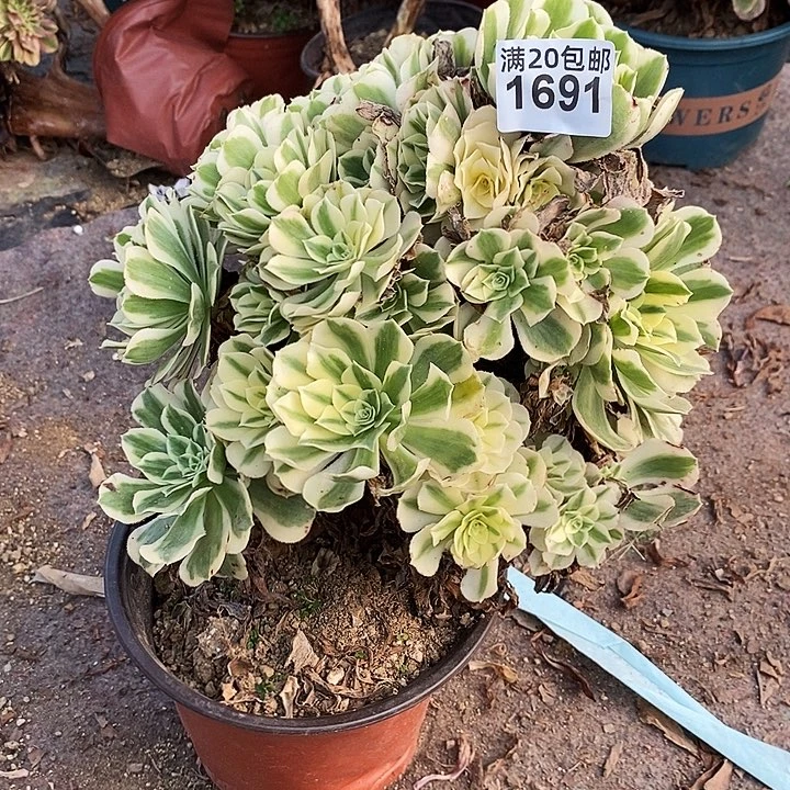 1691 一颗迈巴赫法师多肉