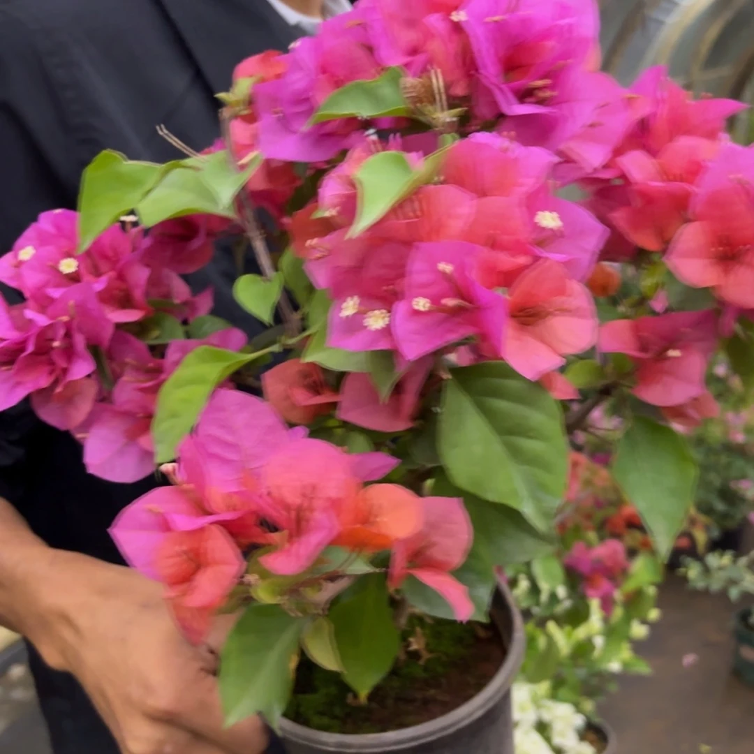 完全开放（米奇）三角梅会落花落叶会光杆苗有大有小