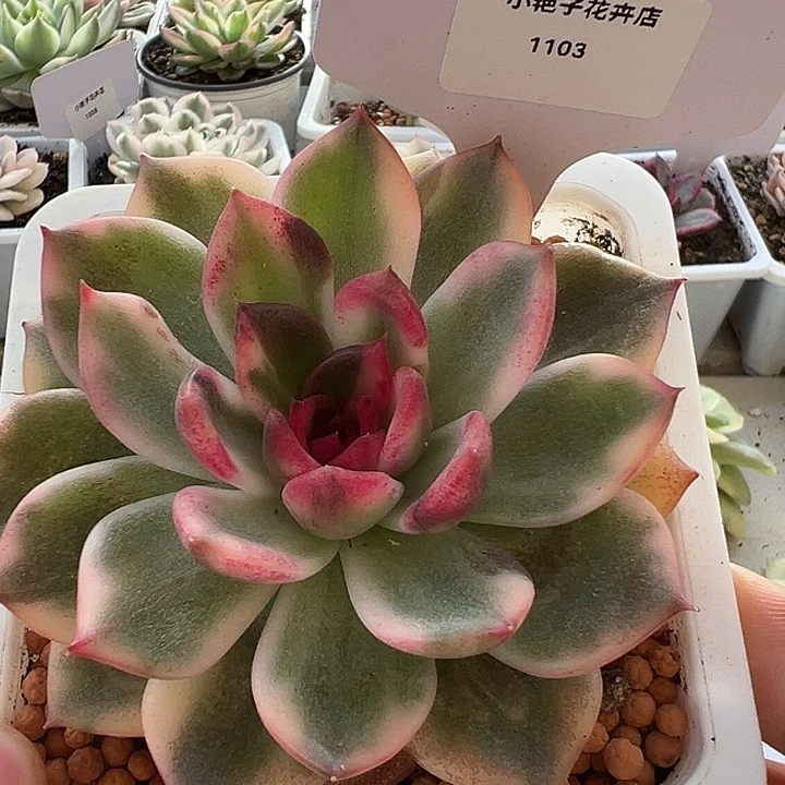 1103号火焰玫瑰锦多肉