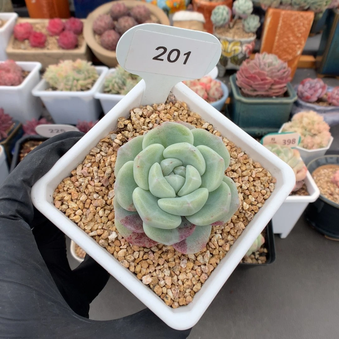 ?***W201 冰玉石化多肉