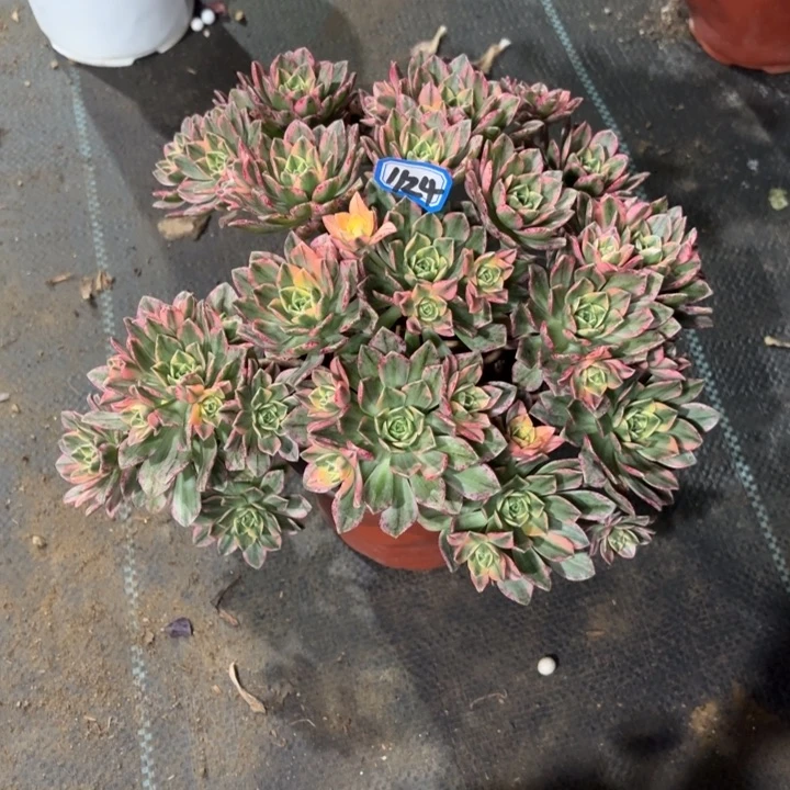 甜茶1124一物一拍多肉