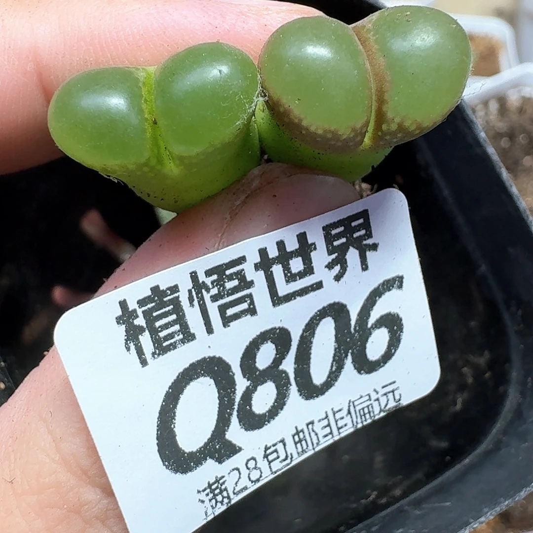 多肉植物的润泽地cg