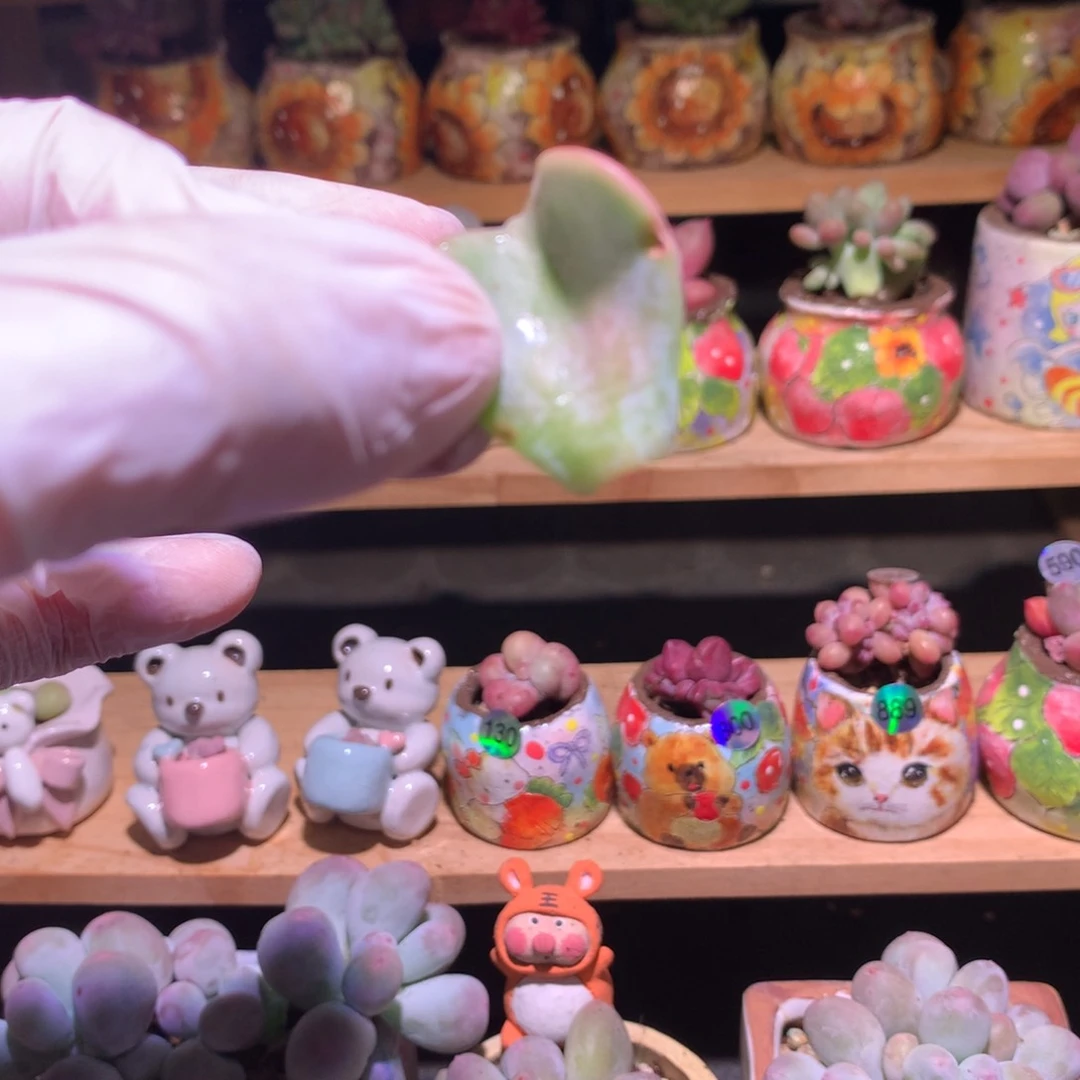 857爱的松叶片一片发芽了