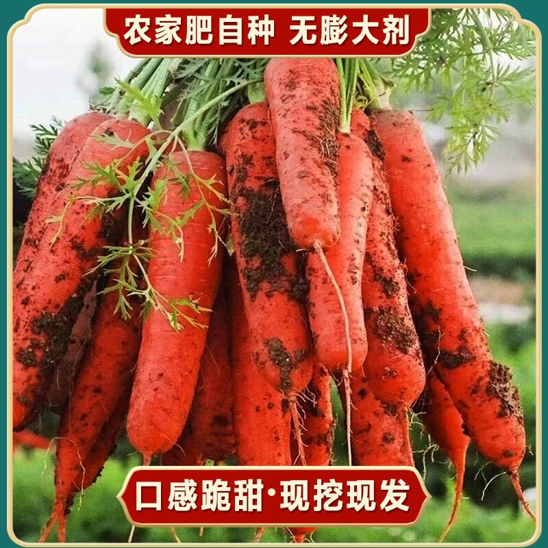 新鲜现挖霜打胡萝卜 农家露天自种 带泥发货3斤5斤