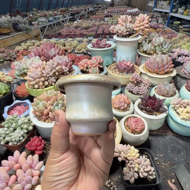 特价花盆 满50发货 内口5